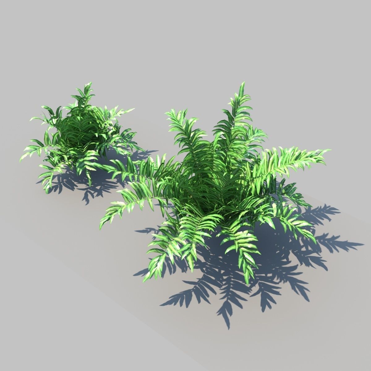 Pteris Fern With Animation 3D model_3