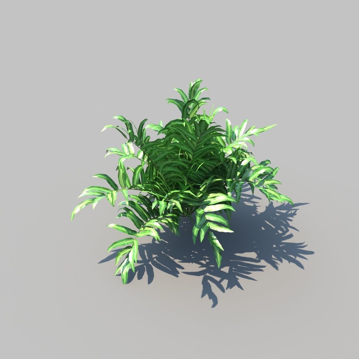 Pteris Fern With Animation 3D model_4