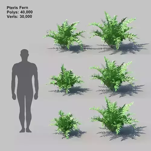 Pteris Fern With Animation 3D model