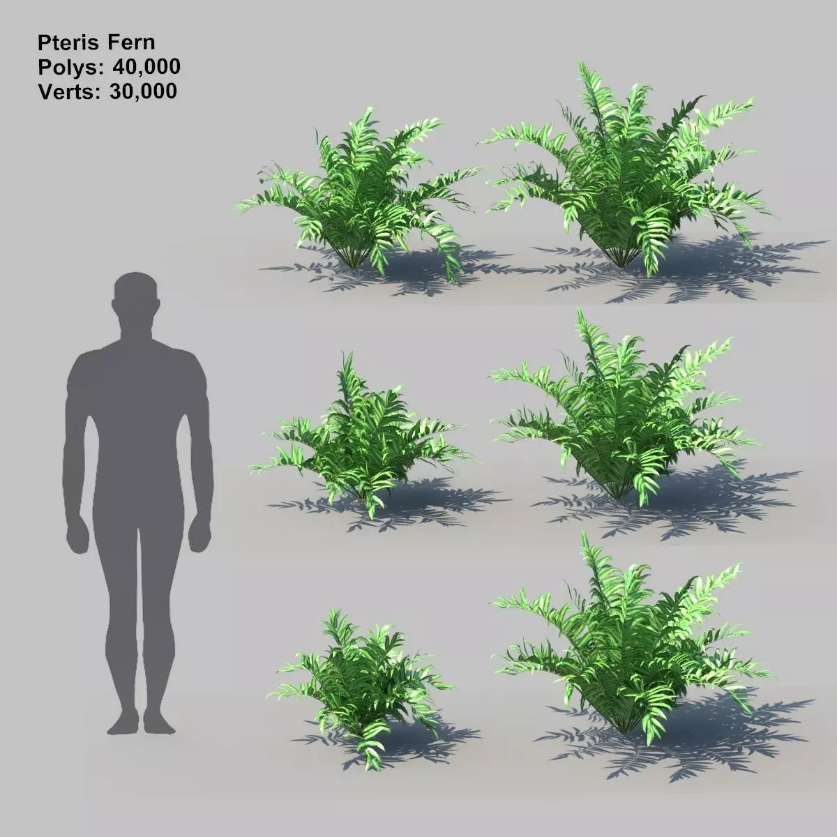 Pteris Fern With Animation 3D model_0