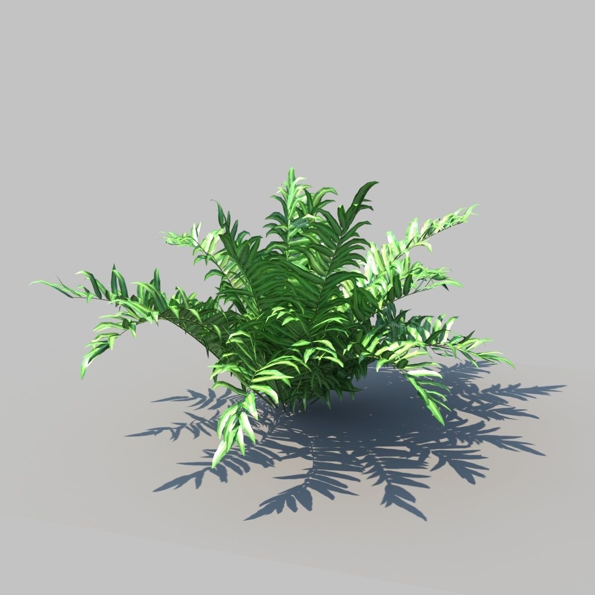 Pteris Fern With Animation 3D model_5