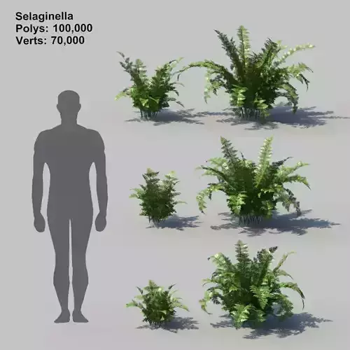 Selaginella With Animation 3D model