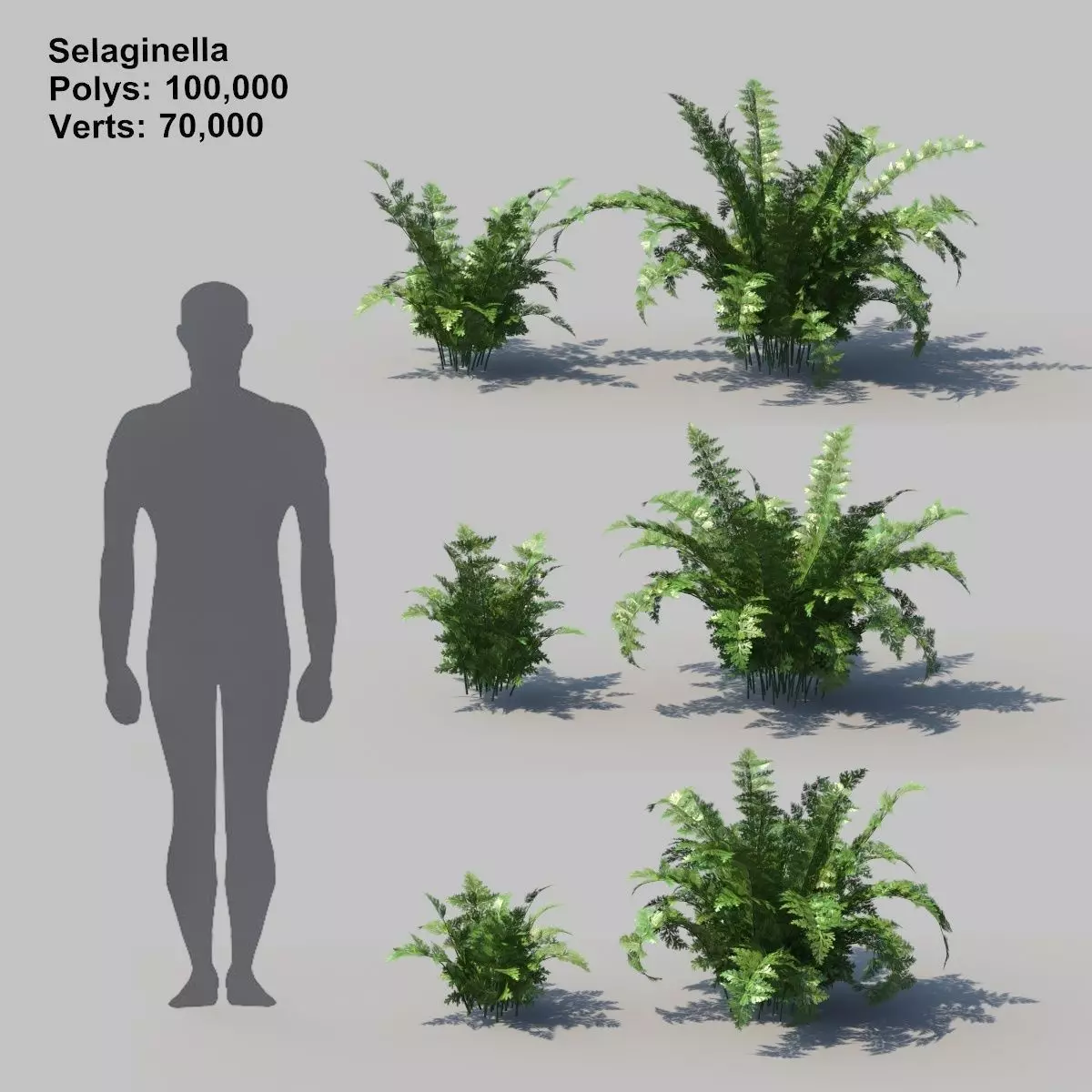 Selaginella With Animation 3D model