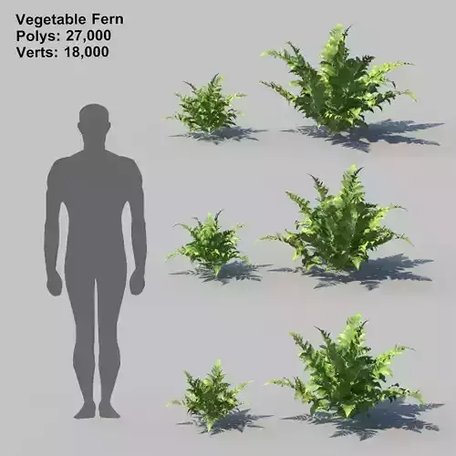 Vegetable Fern A With Animation
