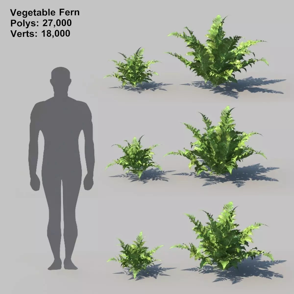 Vegetable Fern A With Animation 3D model