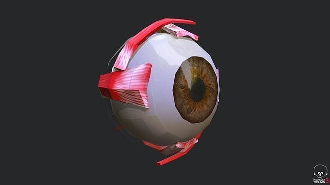 Anatomy Eye Low-poly 3D model