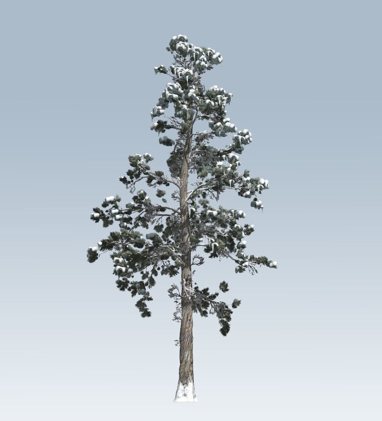 Winter trees pine set 3D Model Collection_48