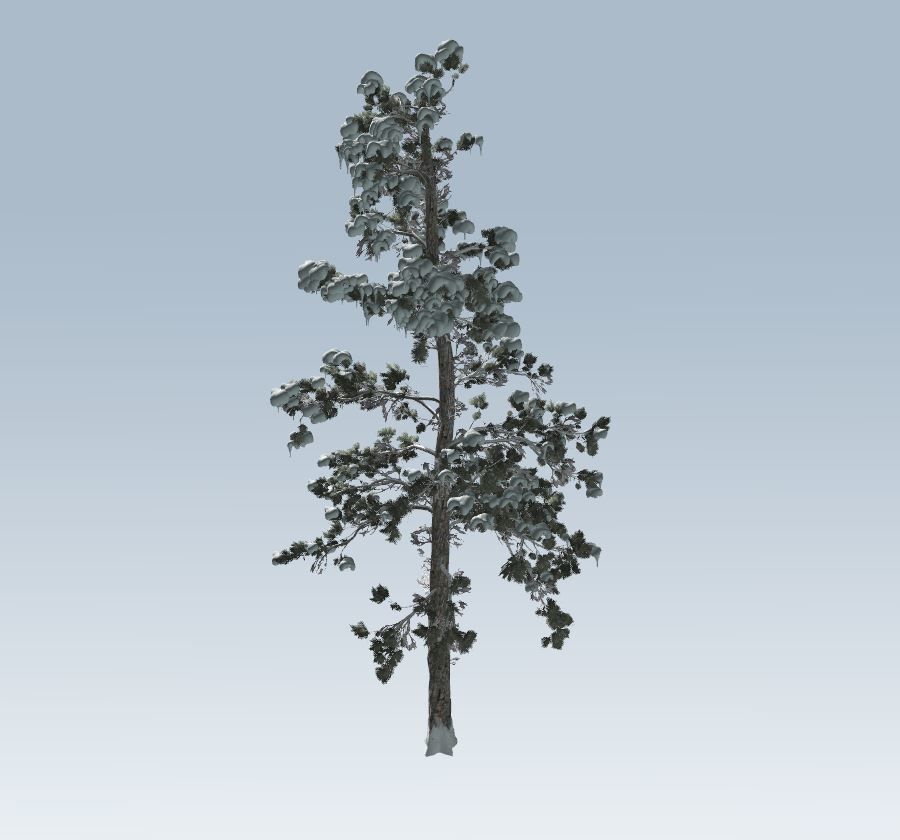 Winter trees pine set 3D Model Collection_37