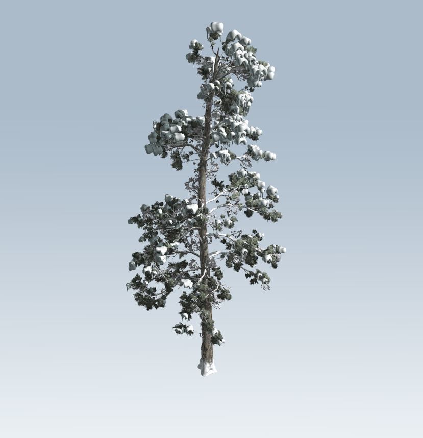Winter trees pine set 3D Model Collection_46