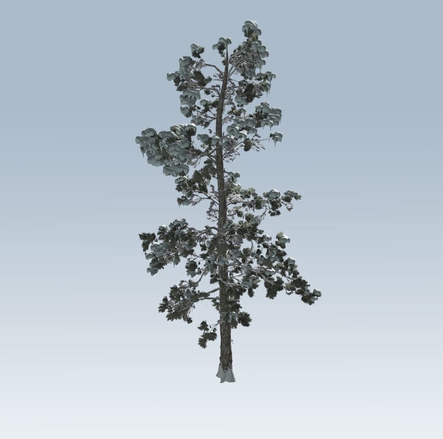 Winter trees pine set 3D Model Collection_44