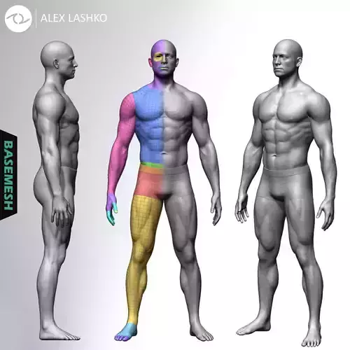 Muscular Male Basemesh 3D model