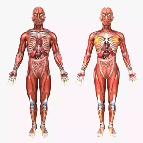 Human Male and Female Anatomy