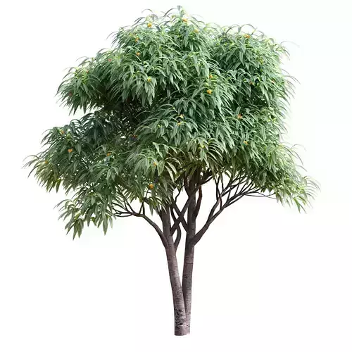 Deciduous tree with fruit - Medlar 3D model