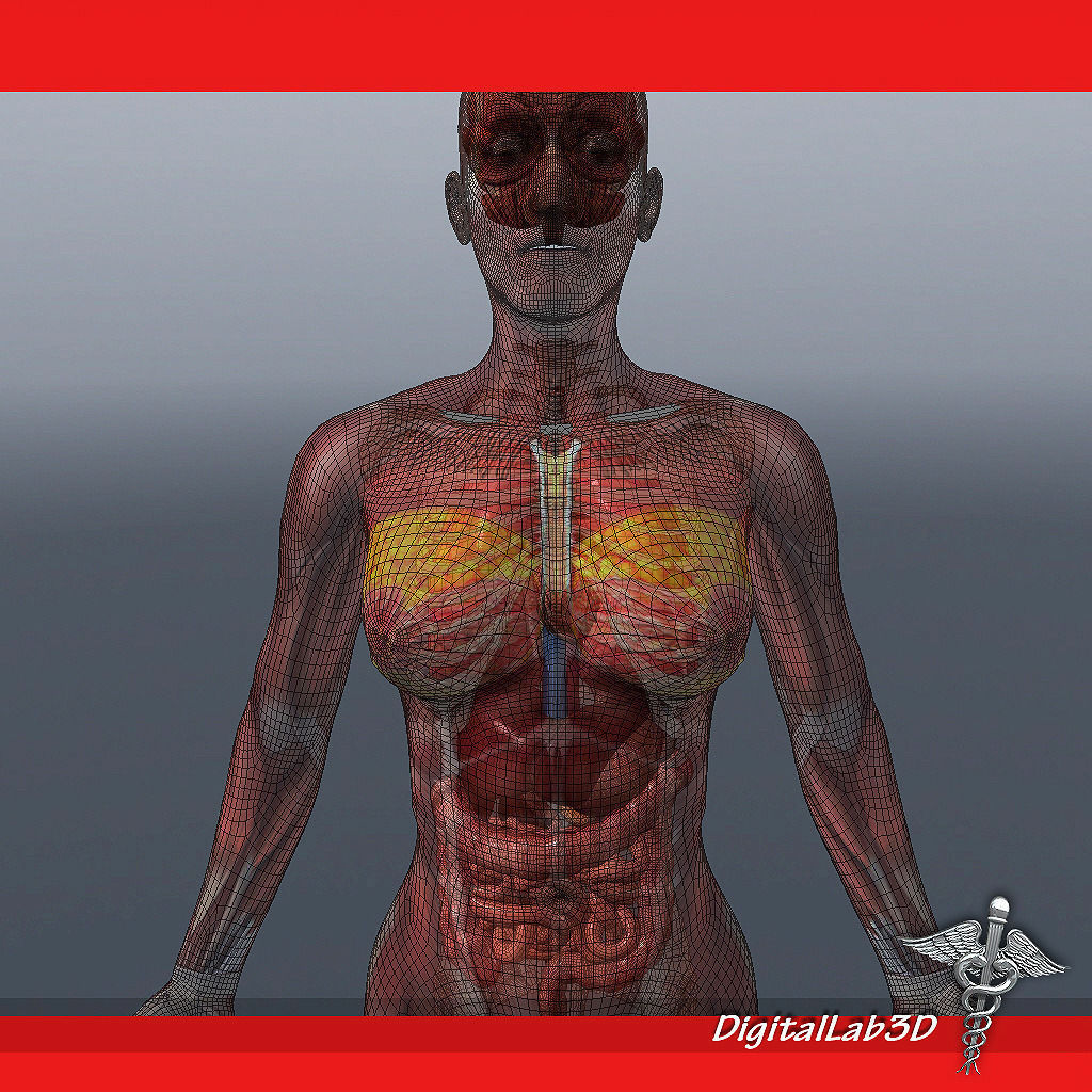 Human Female Anatomy 3D model_8
