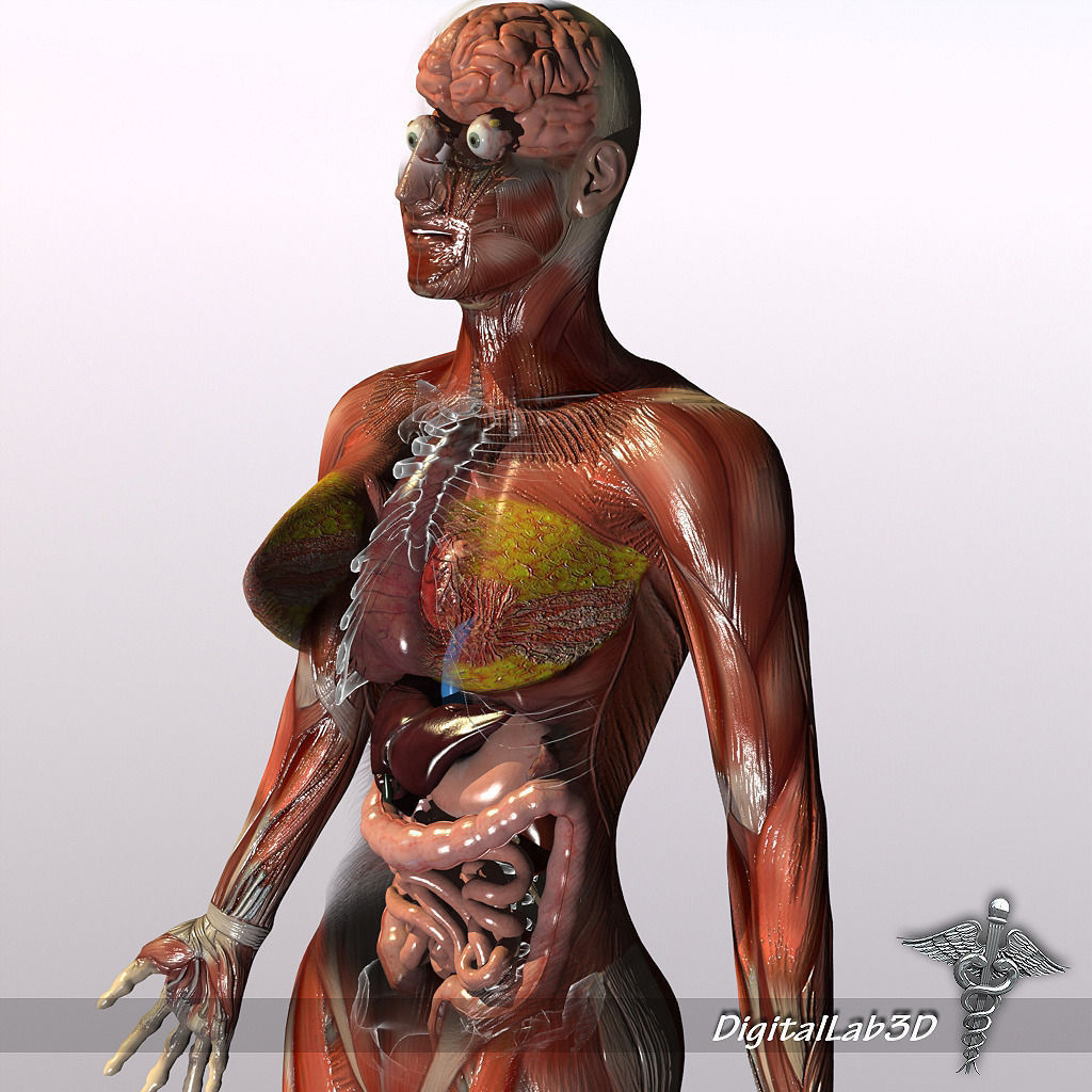 Human Female Anatomy 3D model_5