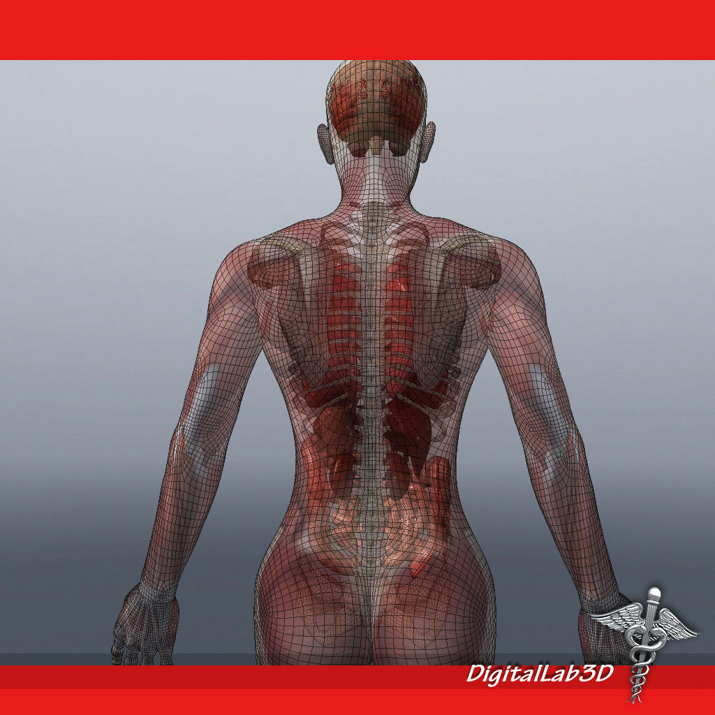 Human Female Anatomy 3D model_7