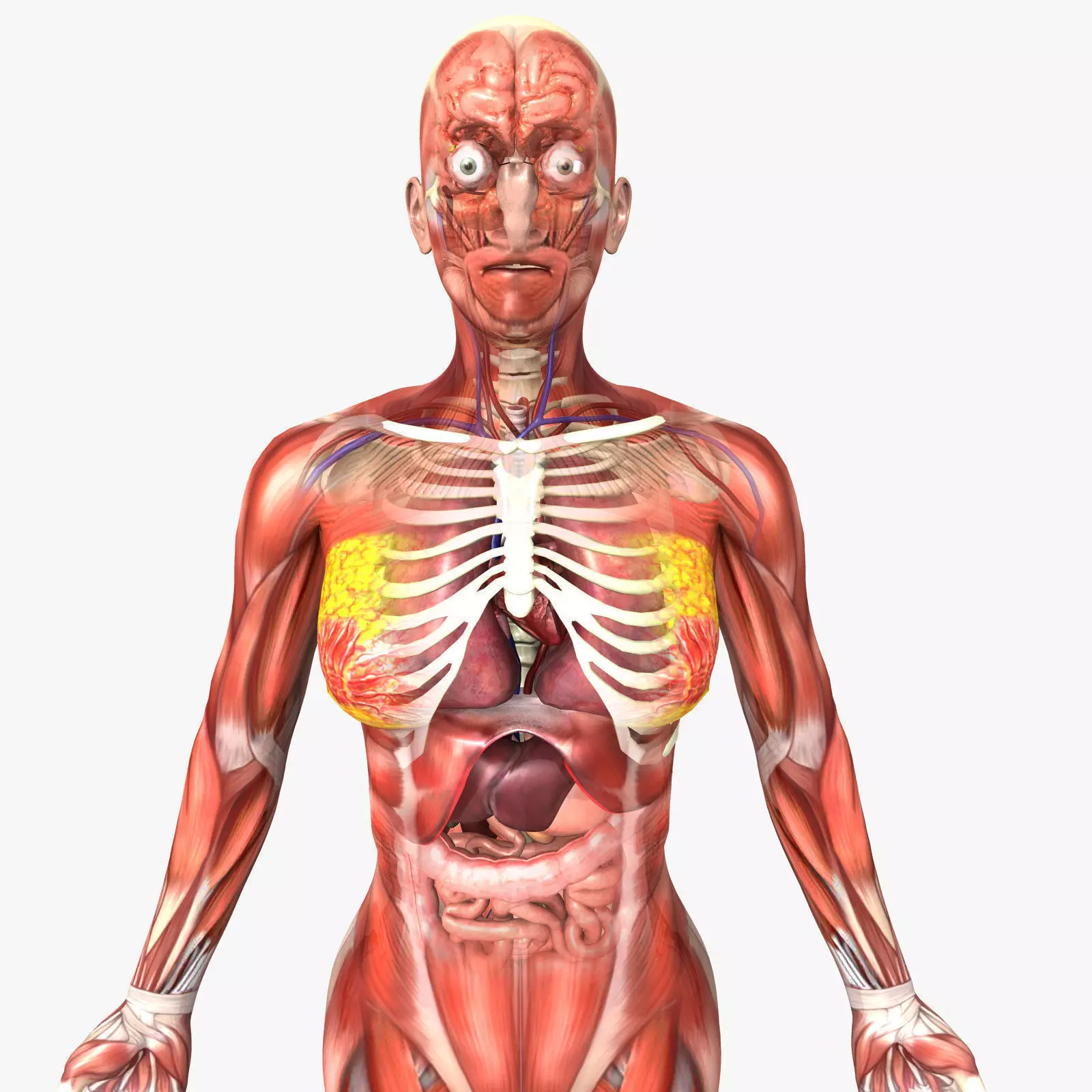 Human Female Anatomy 3D model_0