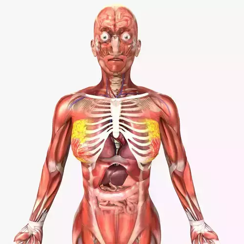 Human Female Anatomy 3D model