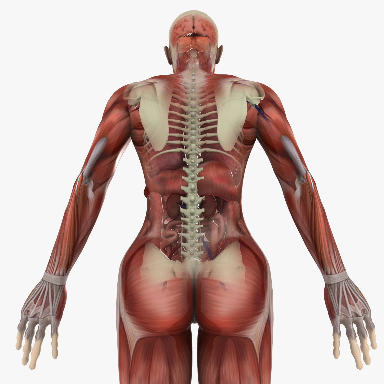 Human Female Anatomy 3D model_1