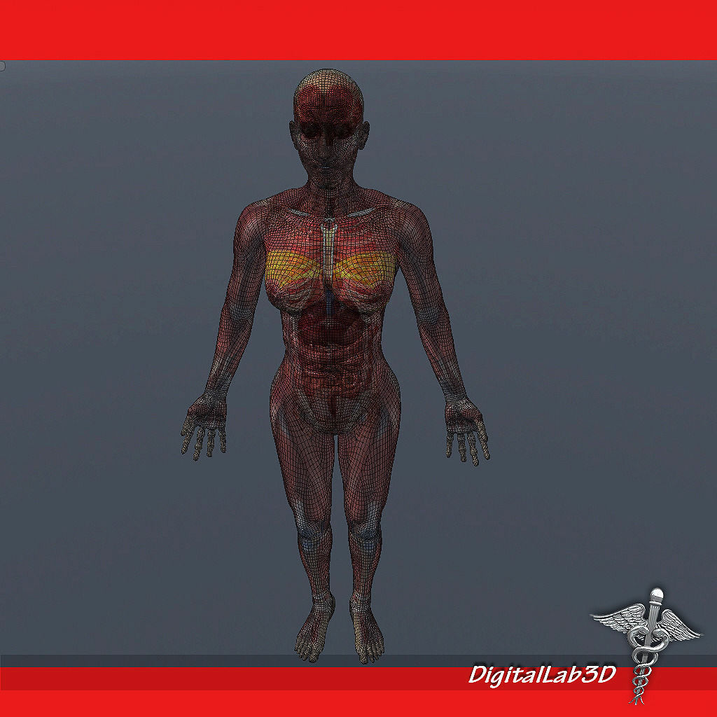 Human Female Anatomy 3D model_6