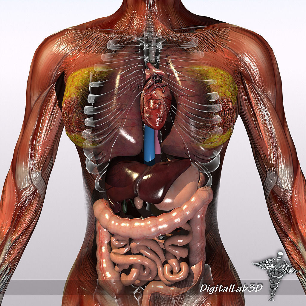Human Female Anatomy 3D model_4