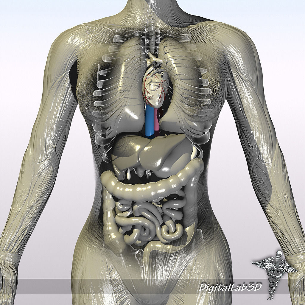 Human Female Anatomy 3D model_2