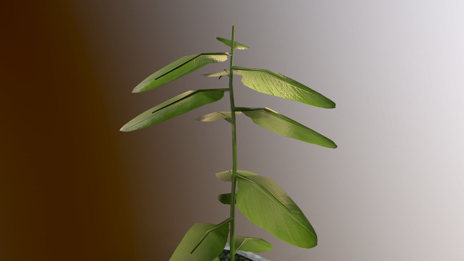 Little tree lowpoly model Low-poly 3D model_3