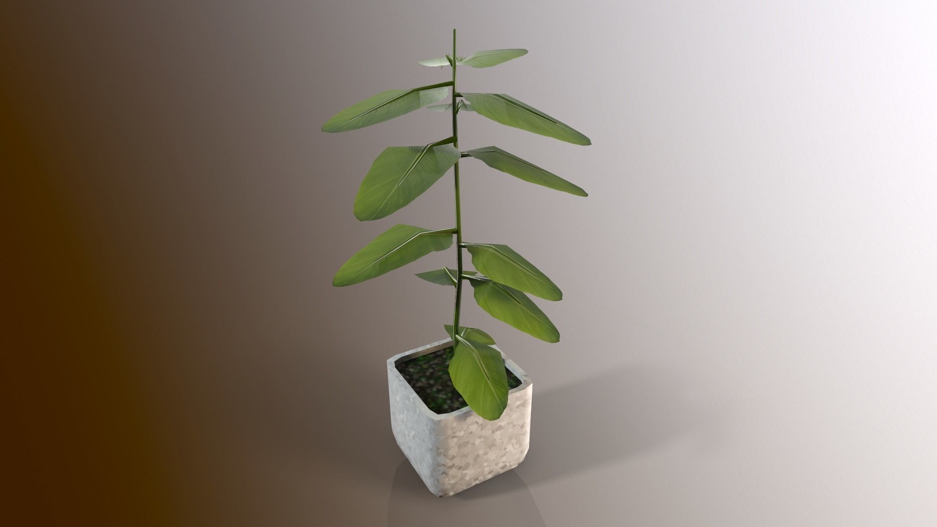 Little tree lowpoly model Low-poly 3D model_2