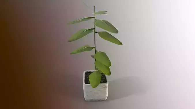 Little tree lowpoly model Low-poly 3D model