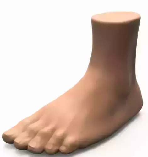 Foot human