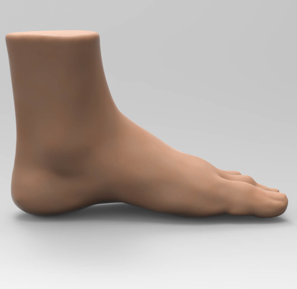 Foot human 3D model_2