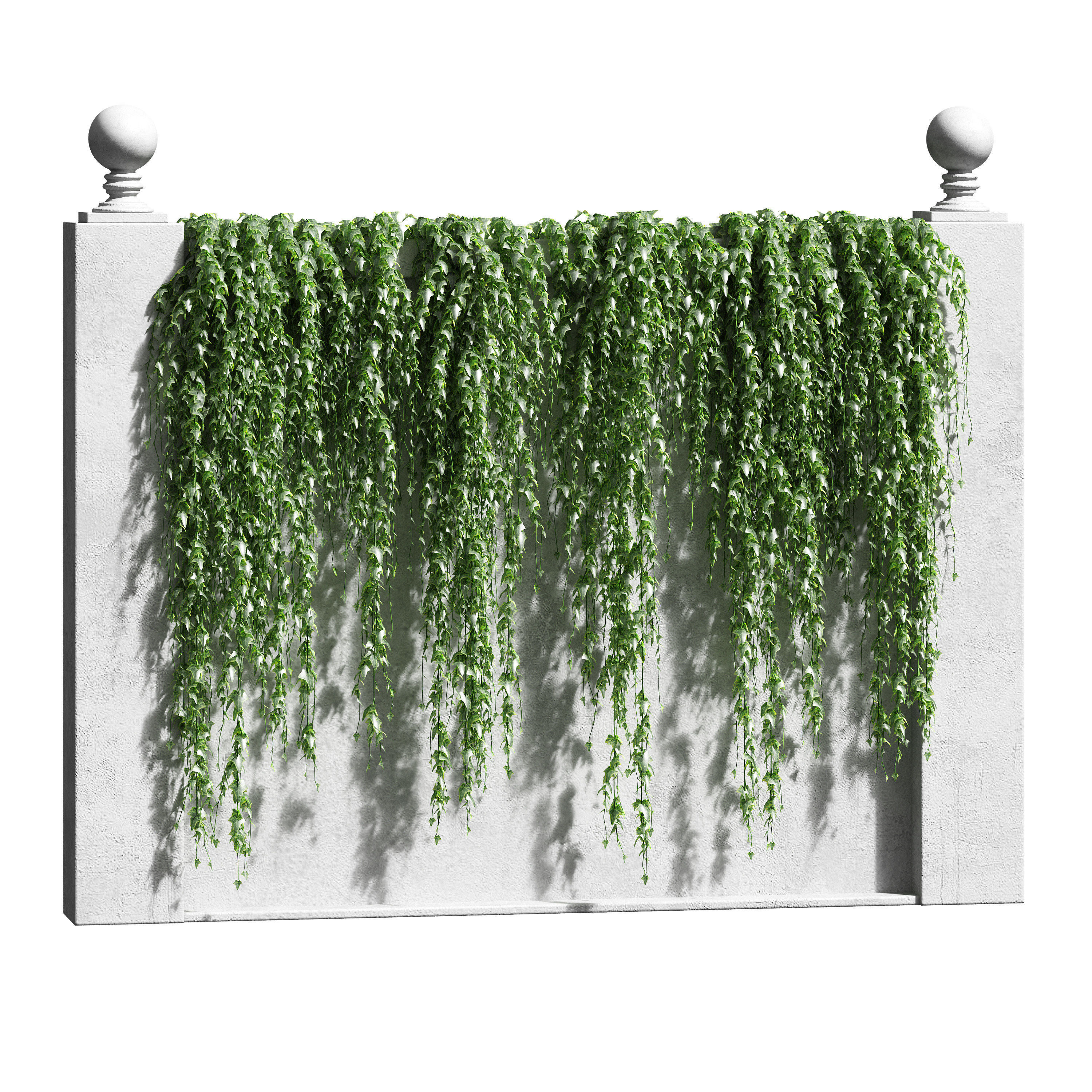 Ivy for the fence