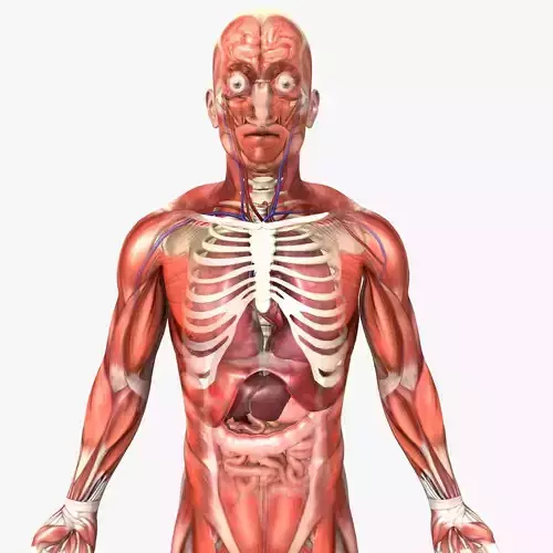 Rigged - Human Male Anatomy 3D model