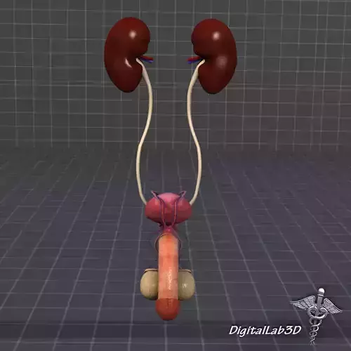 URO Urinary System
