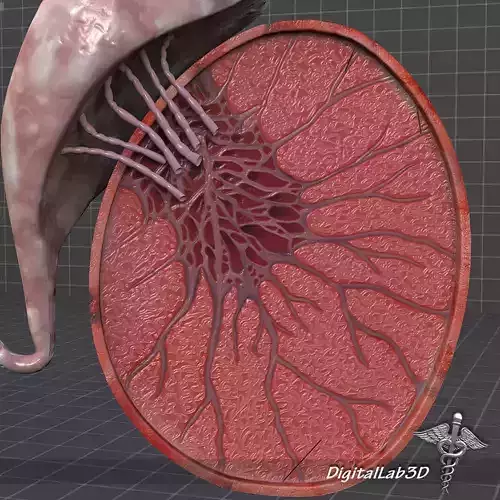Male Testis 3D model