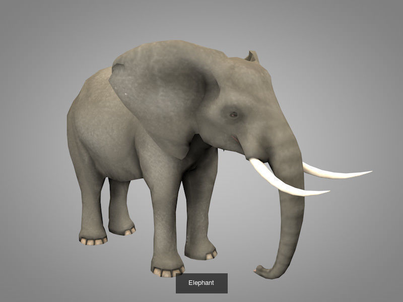 Wild animals 3D Model Collection_10