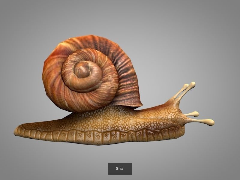 Wild animals 3D Model Collection_12