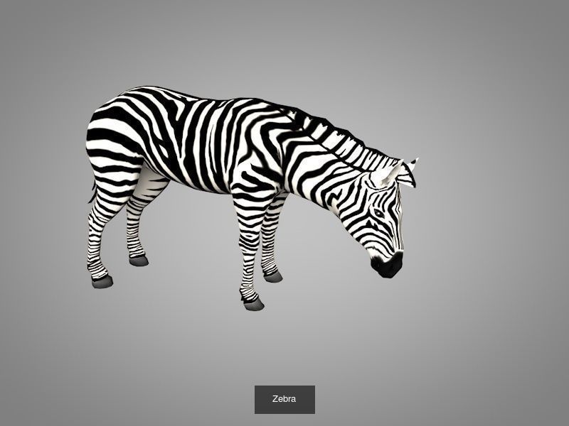 Wild animals 3D Model Collection_2