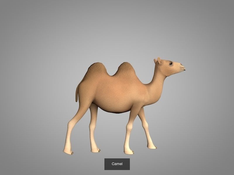 Wild animals 3D Model Collection_4