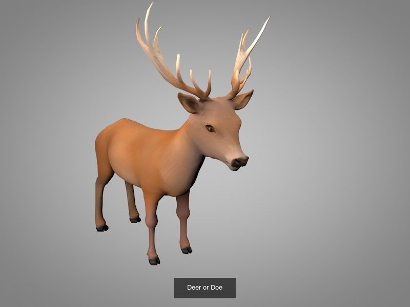 Wild animals 3D Model Collection_7
