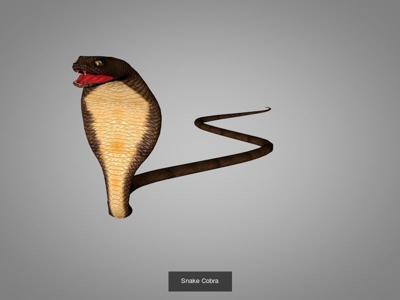 Wild animals 3D Model Collection_8