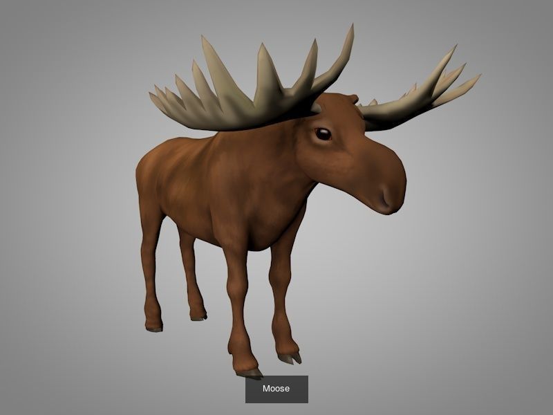 Wild animals 3D Model Collection_14