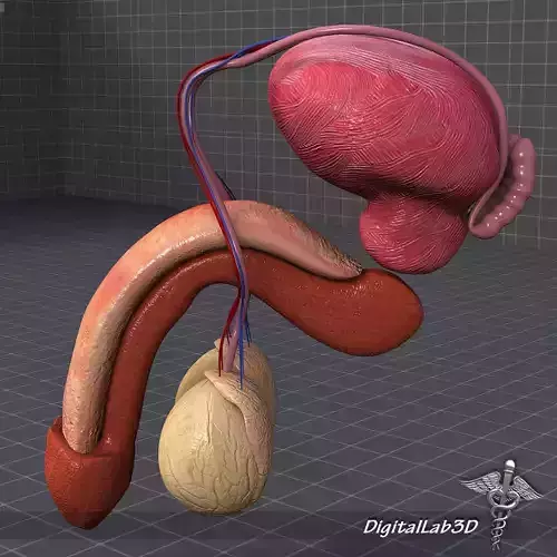 Human Male Reproductive Anatomy 3D model