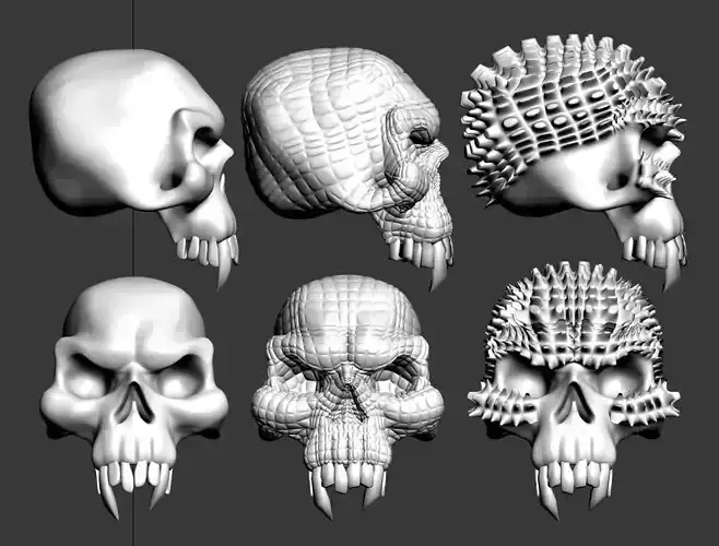 skull different skulls