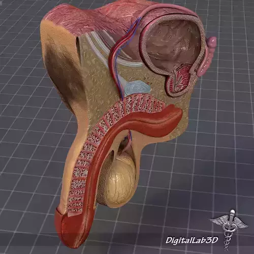 Human Male Genital Anatomy