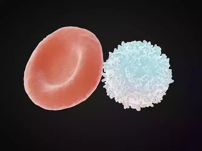 Red Blood Cell White Blood cell Leukocyte Erythrocyte