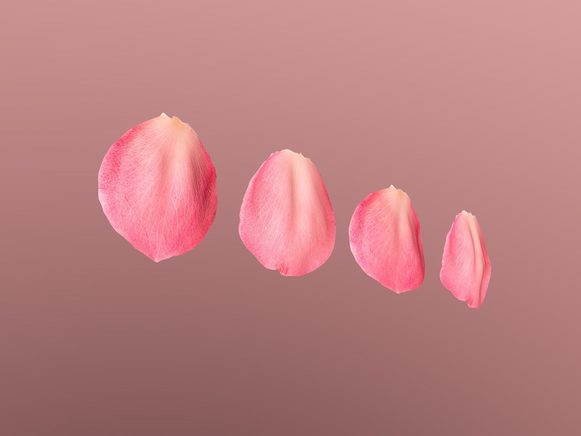 Petals pack 3D model_2