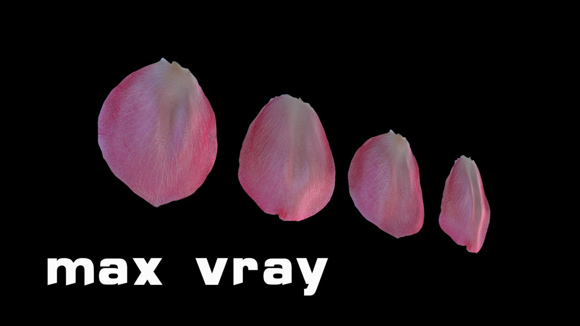 Petals pack 3D model_10