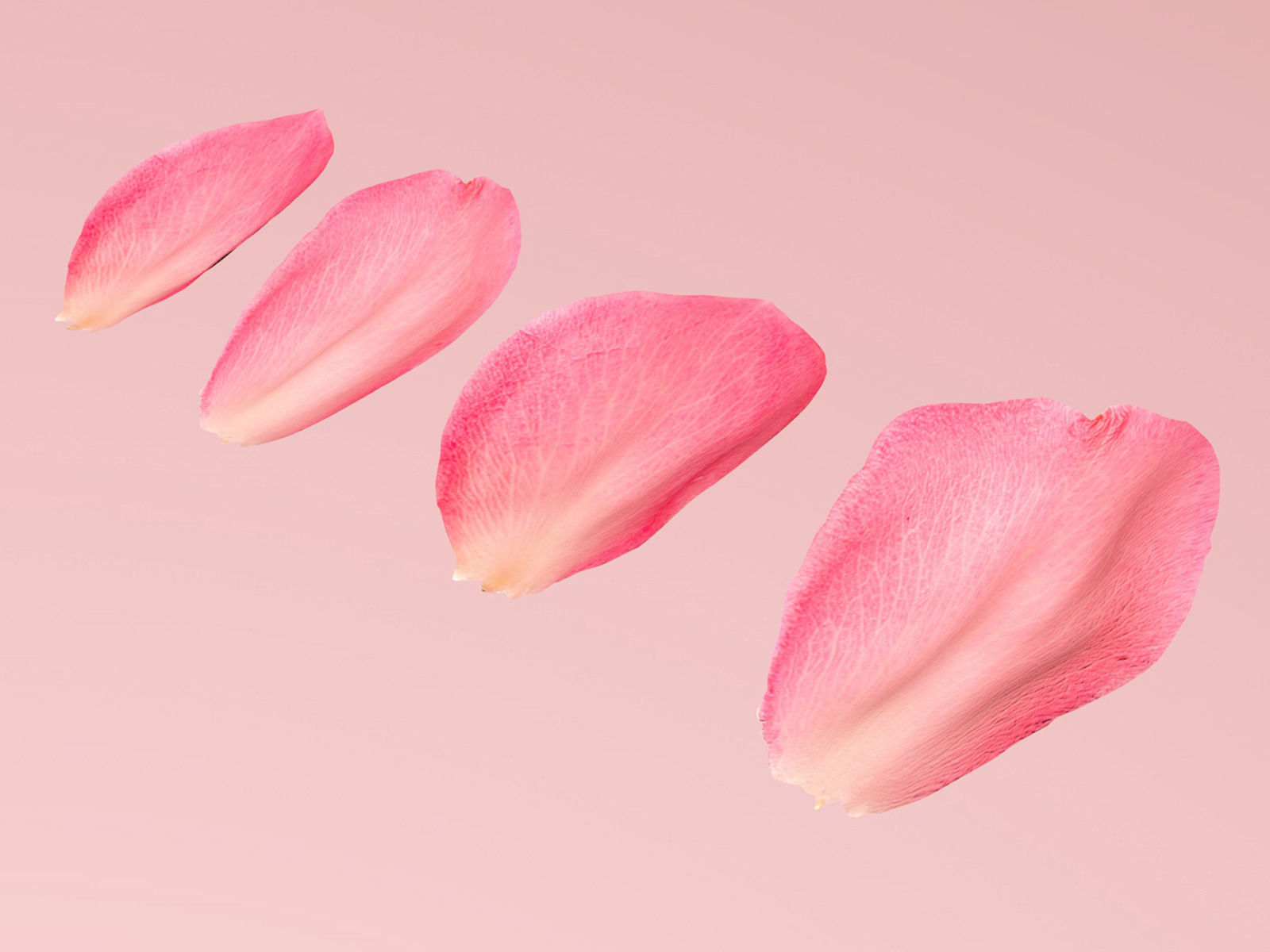 Petals pack 3D model_1