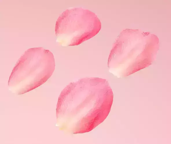 Petals pack 3D model
